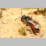 Sphecodes crassus - Blutbiene w001c 4mm - Sandgrube Niedringhaussee-det.jpg